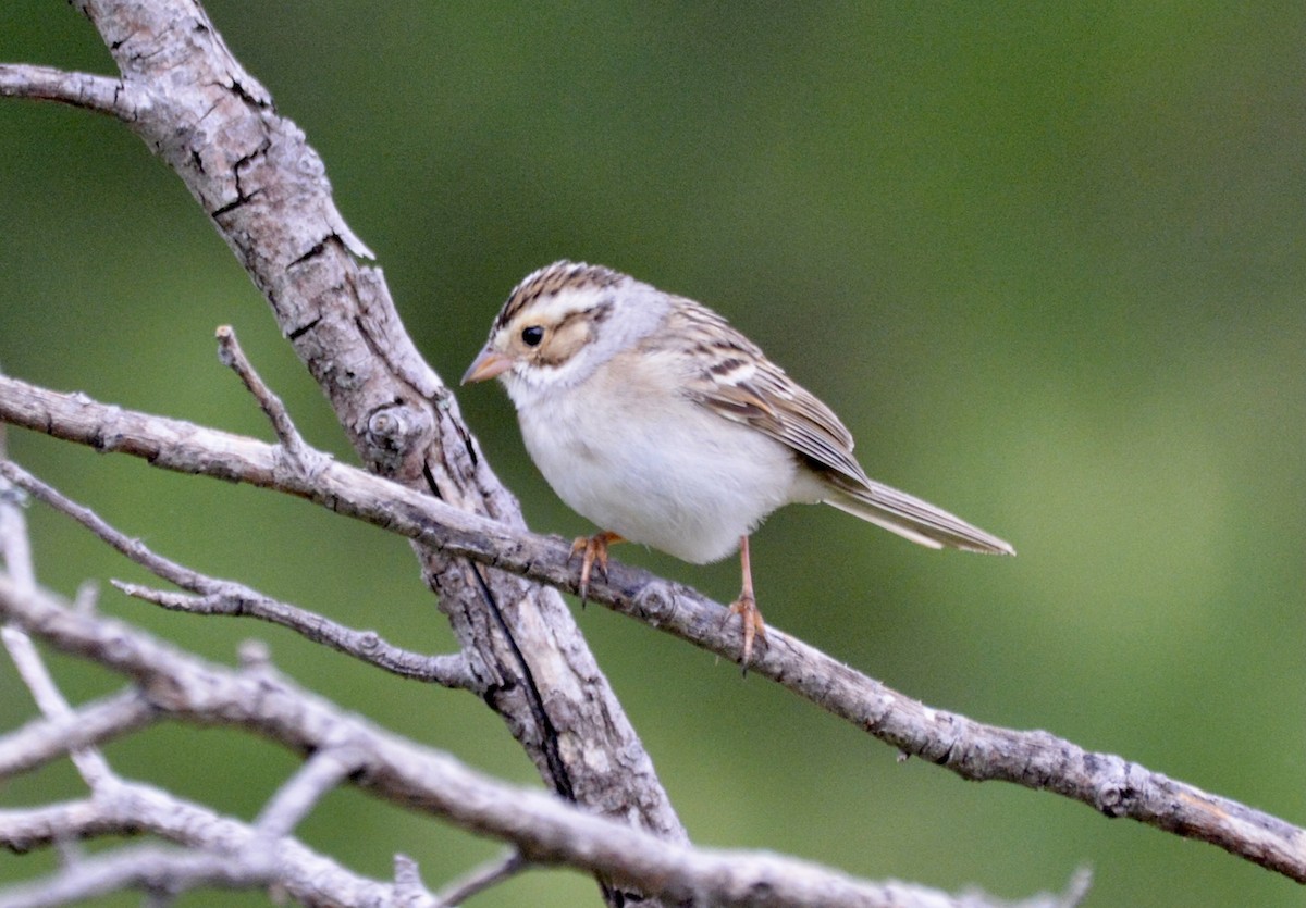 Clay-colored Sparrow - ML619180657