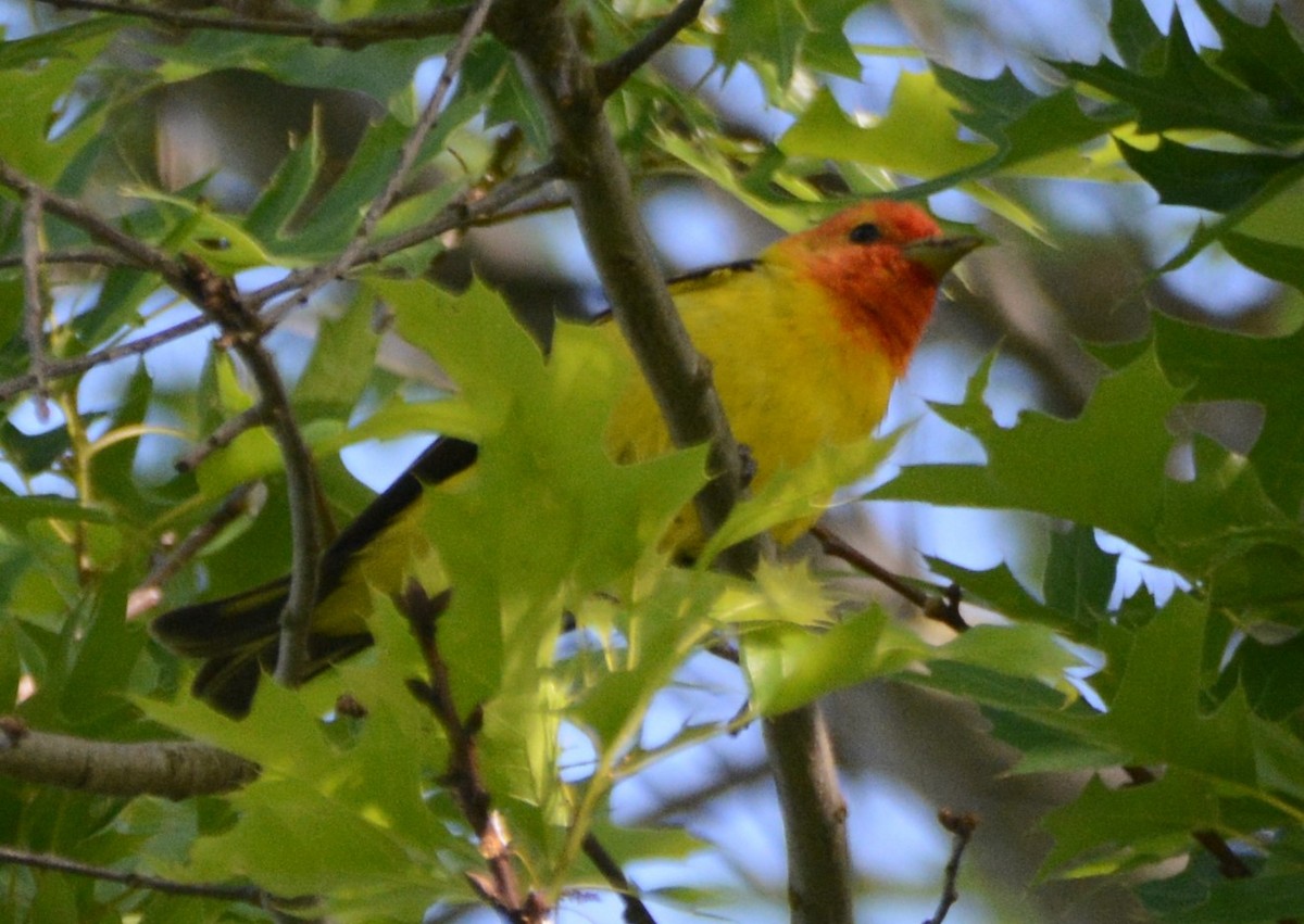Western Tanager - ML619180673