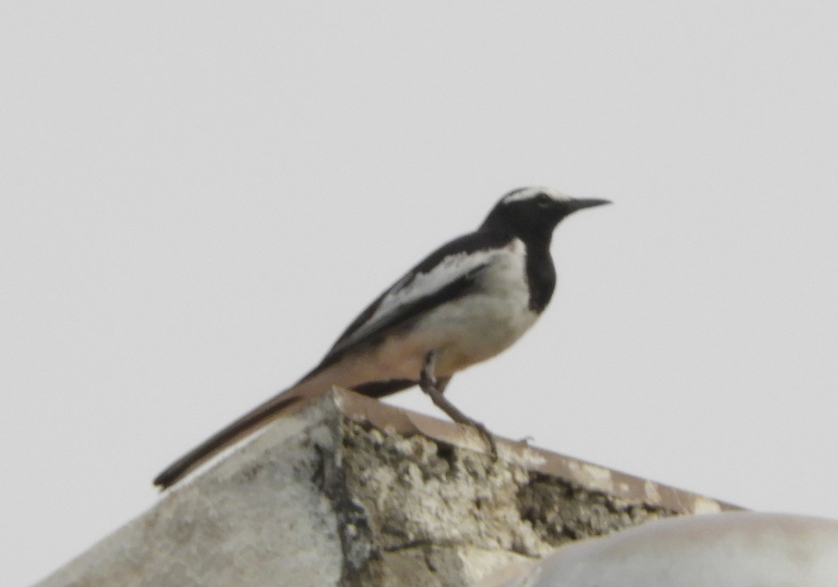 White-browed Wagtail - ML619180679