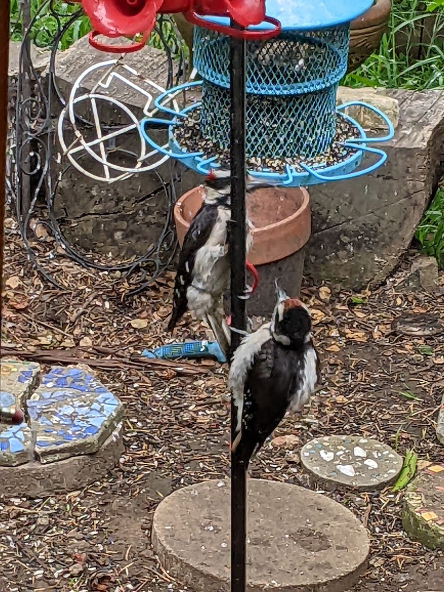 Hairy Woodpecker (Pacific) - ML619180869