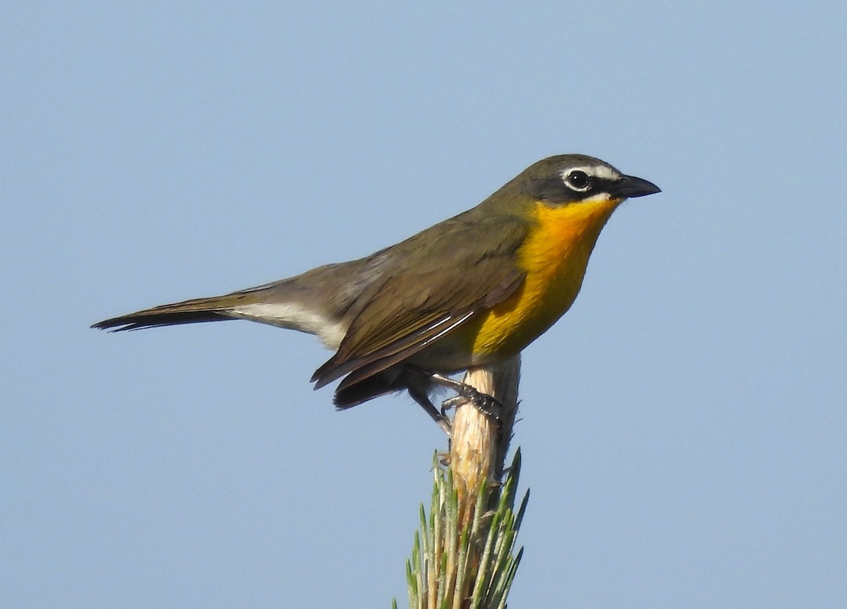 Yellow-breasted Chat - ML619180881