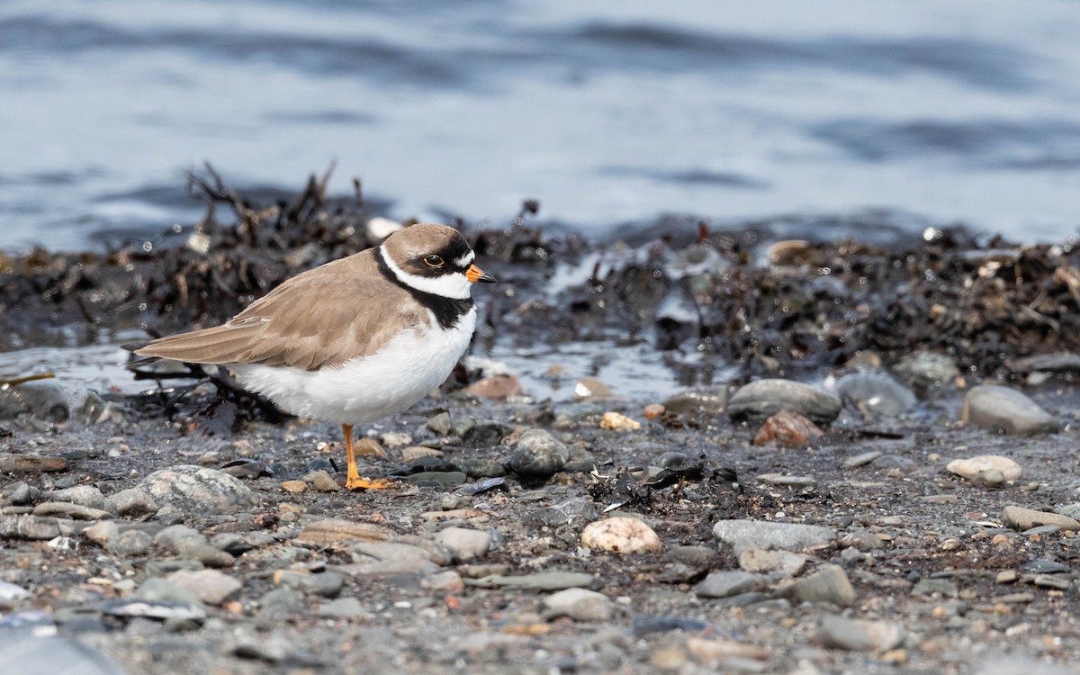 Semipalmated Plover - ML619180887