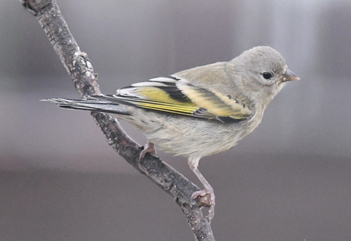 Lawrence's Goldfinch - ML619181043
