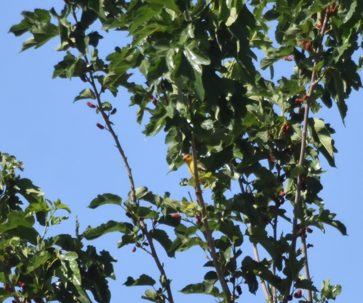 Western Tanager - ML619181058