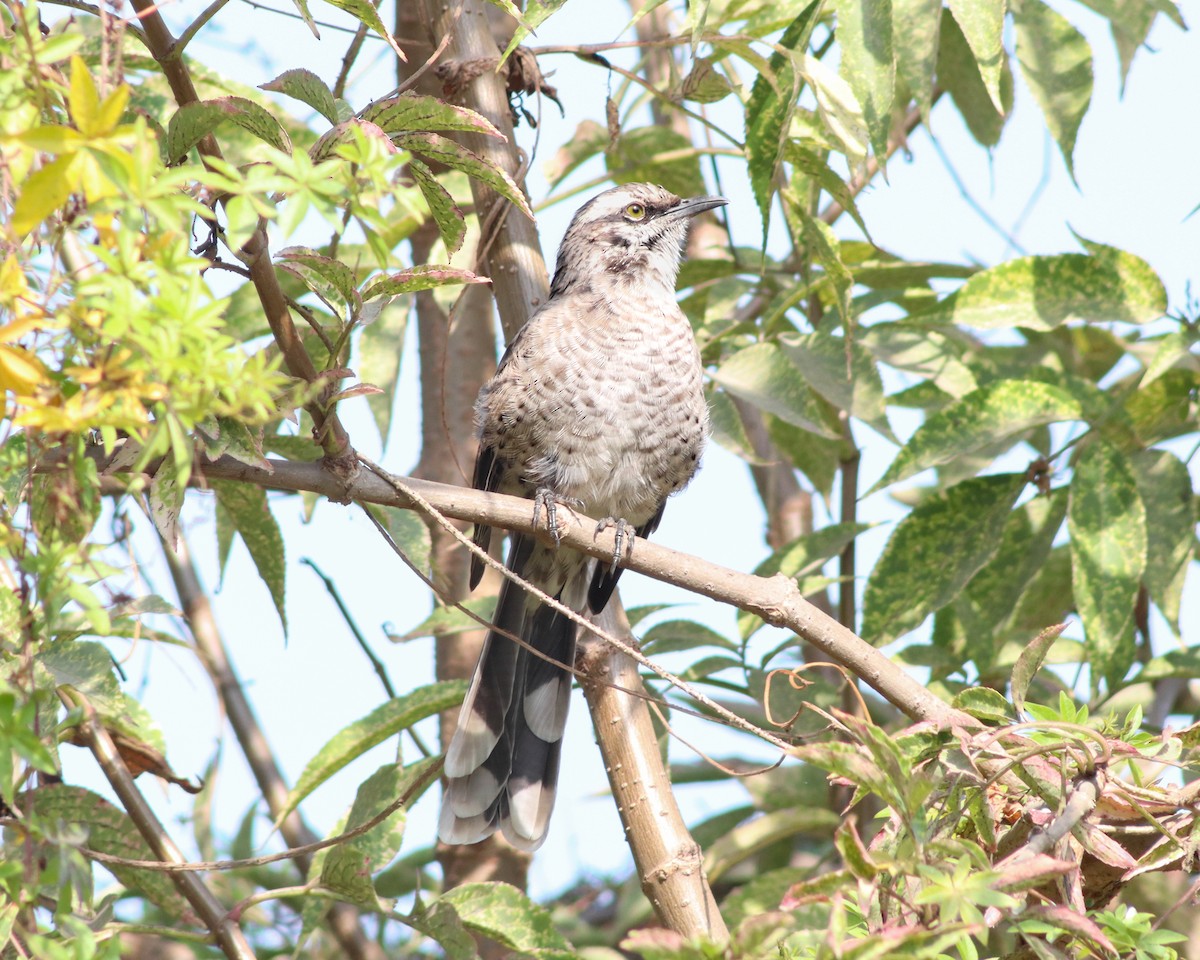 Long-tailed Mockingbird - ML619181103