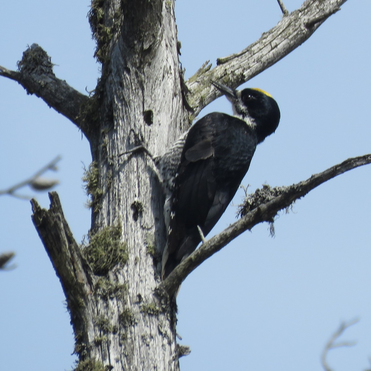 Black-backed Woodpecker - ML619181134