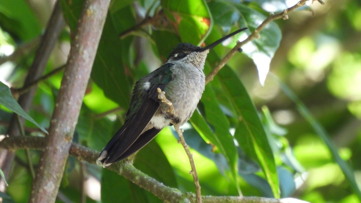 Talamanca Hummingbird - ML619181144