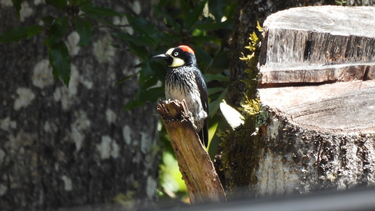 Acorn Woodpecker - ML619181171