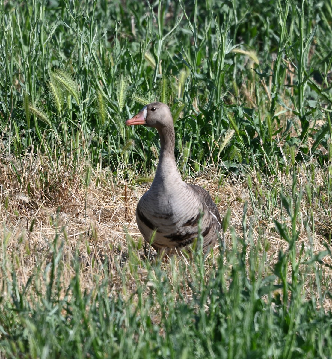 Greater White-fronted Goose - ML619181183