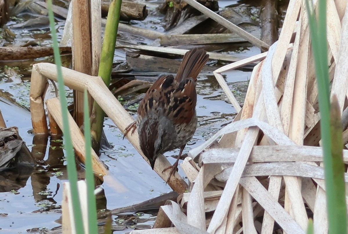 Swamp Sparrow - ML619181238