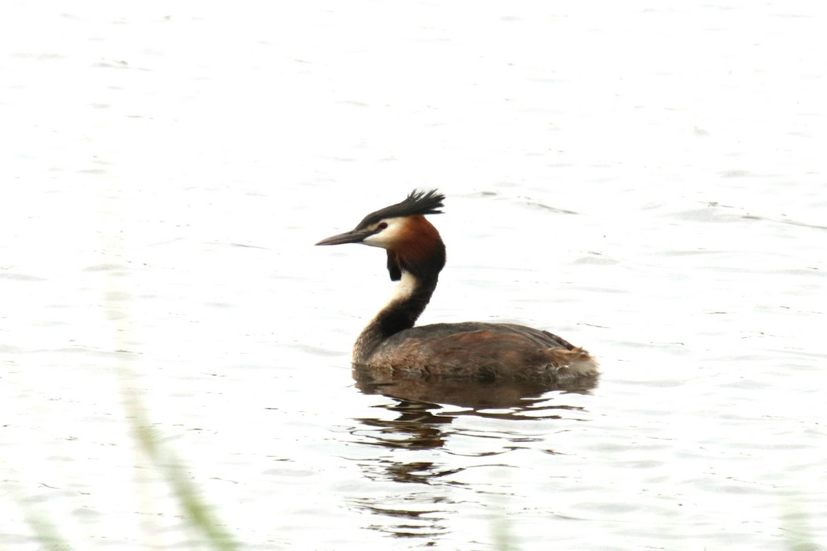 Great Crested Grebe - ML619181242