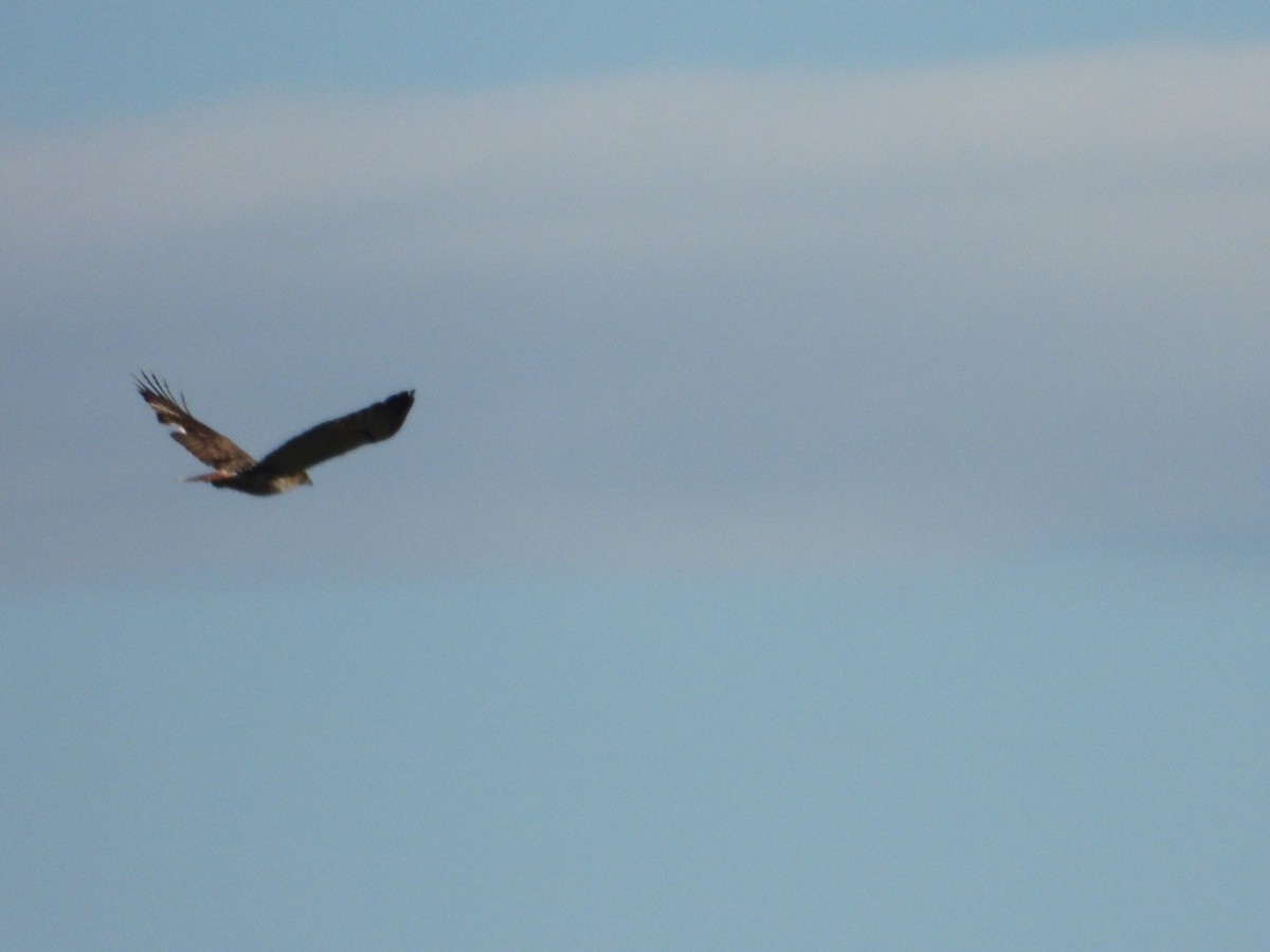 Red-tailed Hawk (borealis) - ML619181293
