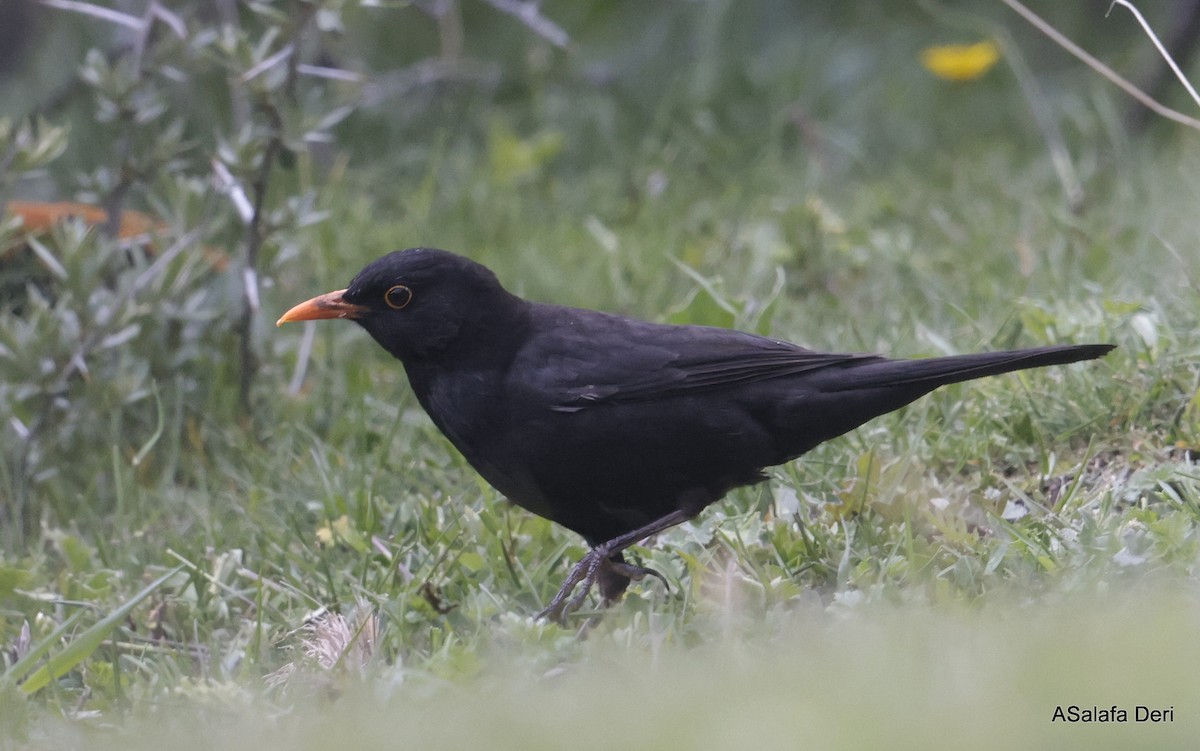 Eurasian Blackbird - ML619181315