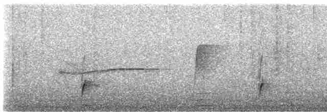 Swainson's Thrush - ML619181322