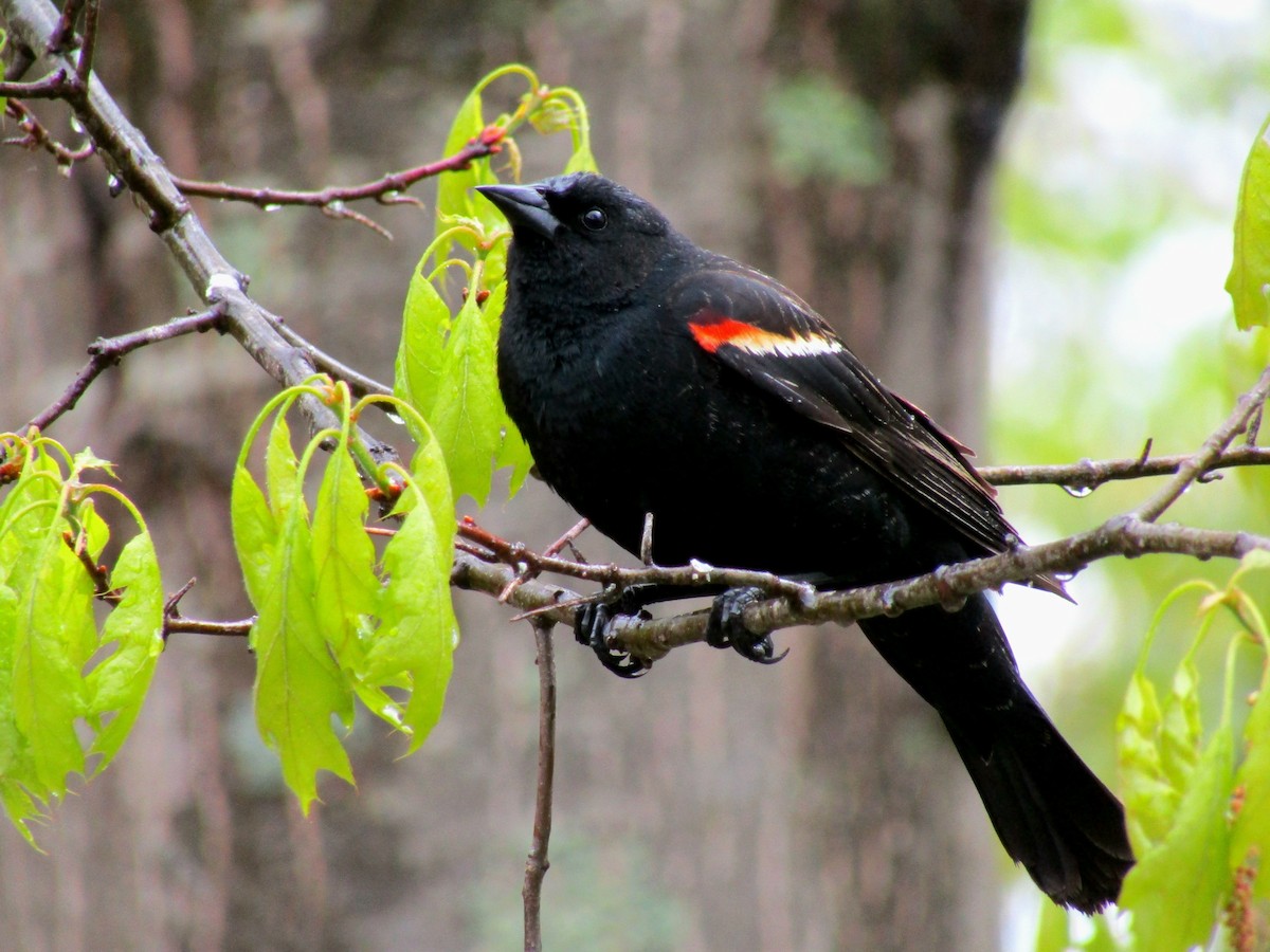 Red-winged Blackbird - ML619181342