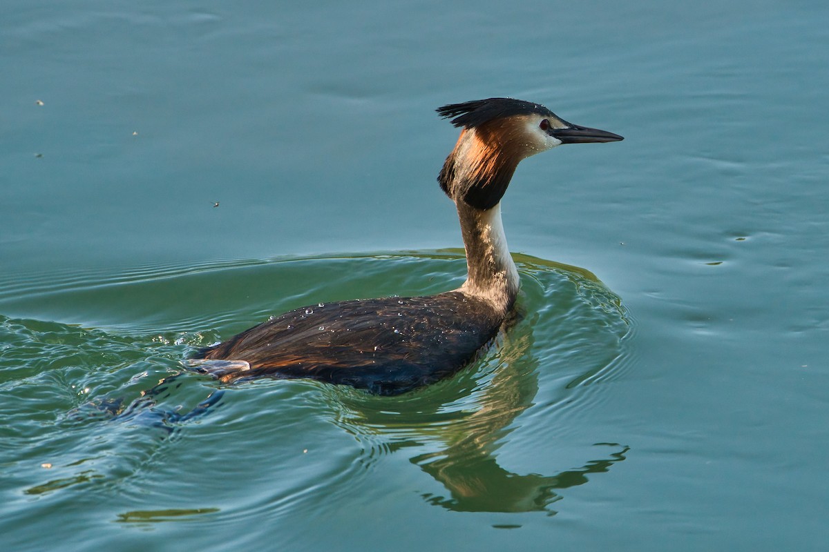 Great Crested Grebe - ML619181362