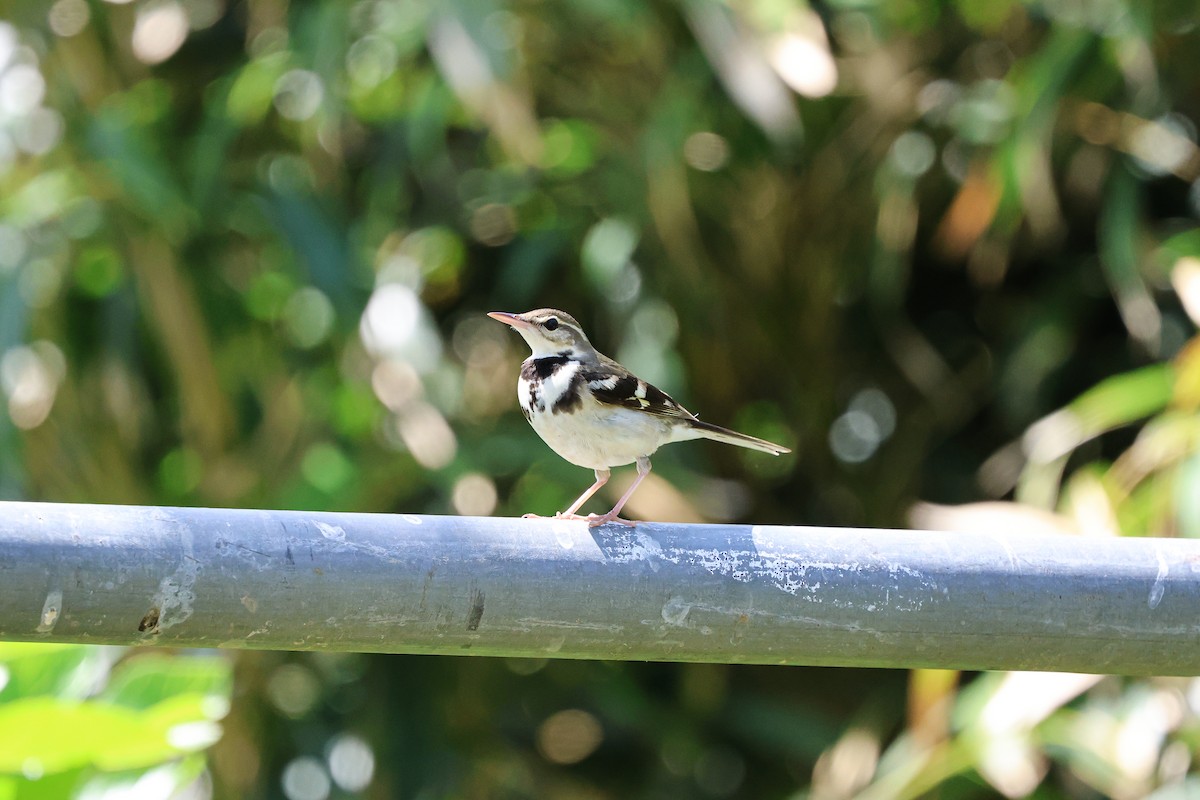 Forest Wagtail - ML619181395