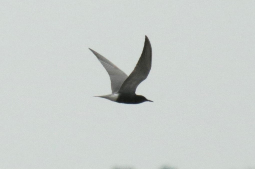 Black Tern - ML619181396