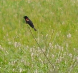 Red-winged Blackbird - ML61918141