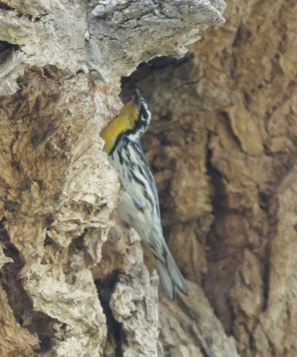Yellow-throated Warbler - ML619181447