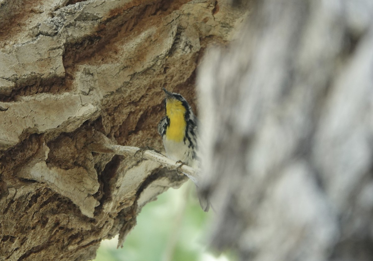 Yellow-throated Warbler - ML619181449