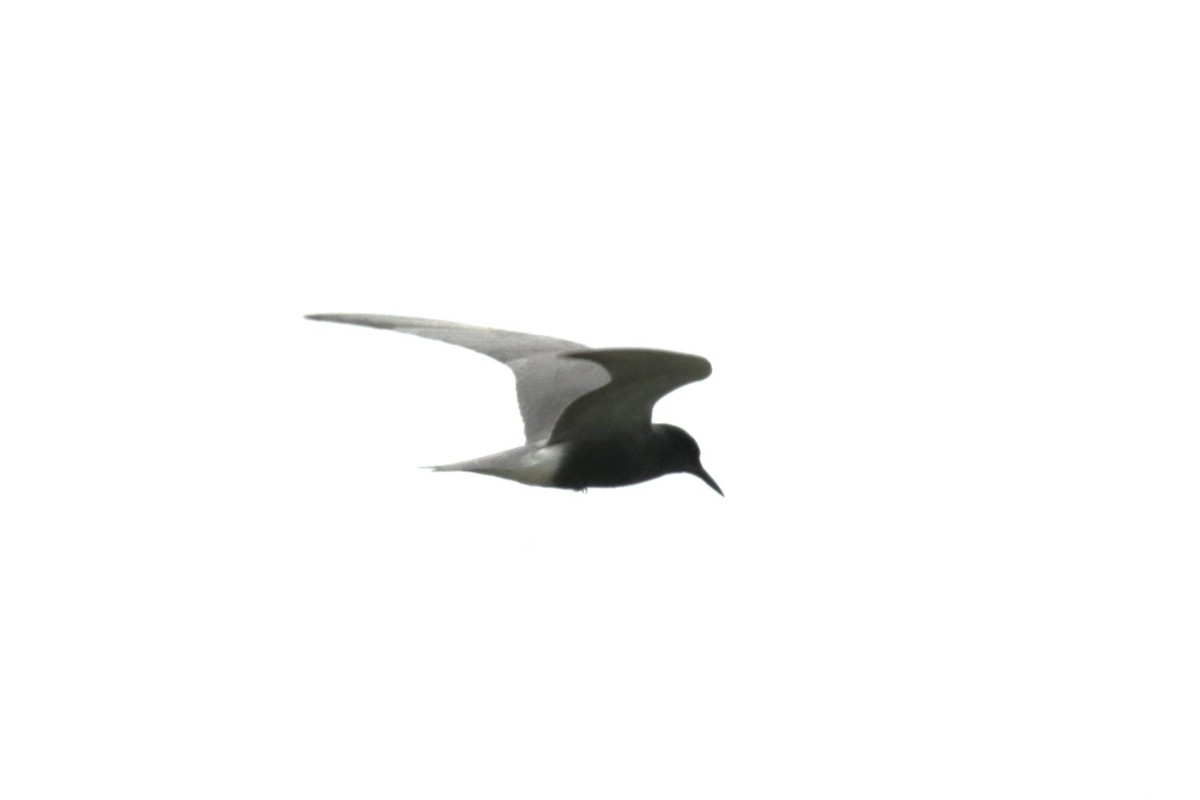 Black Tern - ML619181459