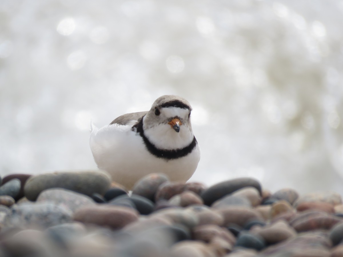 Piping Plover - ML619181462