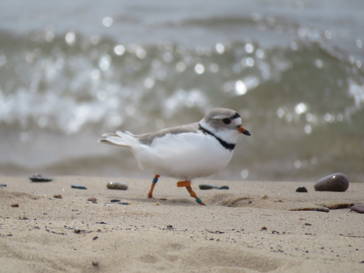 Piping Plover - ML619181463
