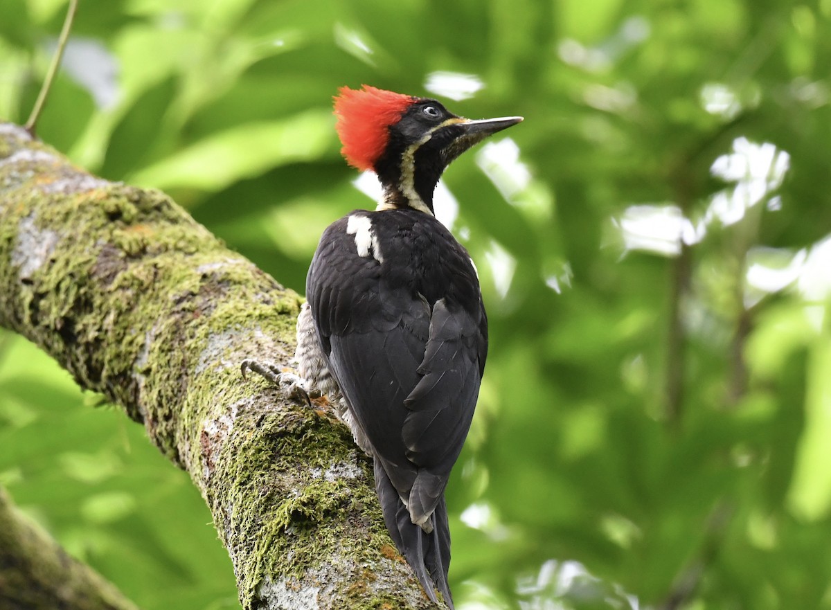 Lineated Woodpecker - ML619181481