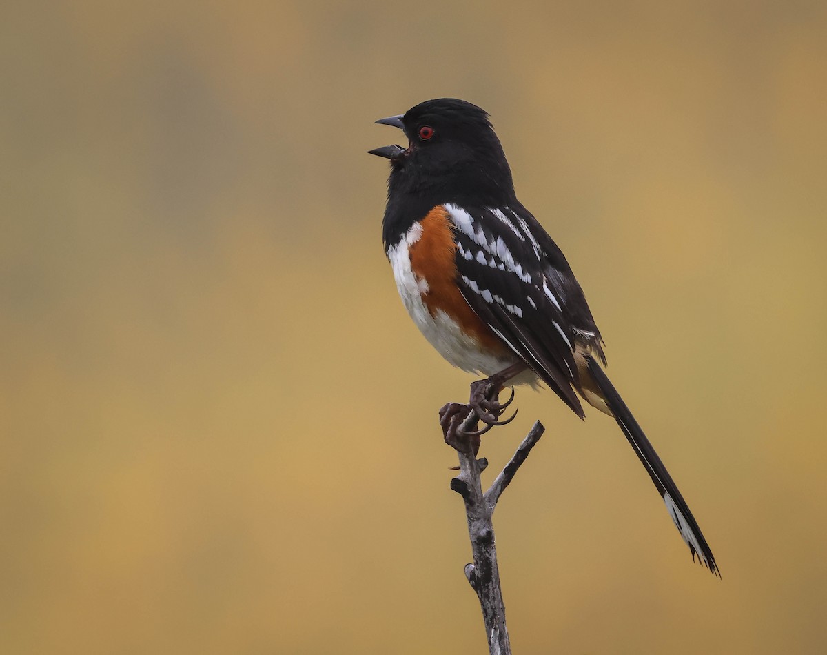 Spotted Towhee - ML619181483