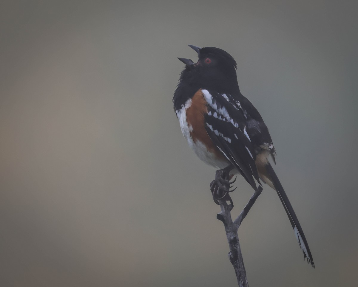 Spotted Towhee - ML619181493
