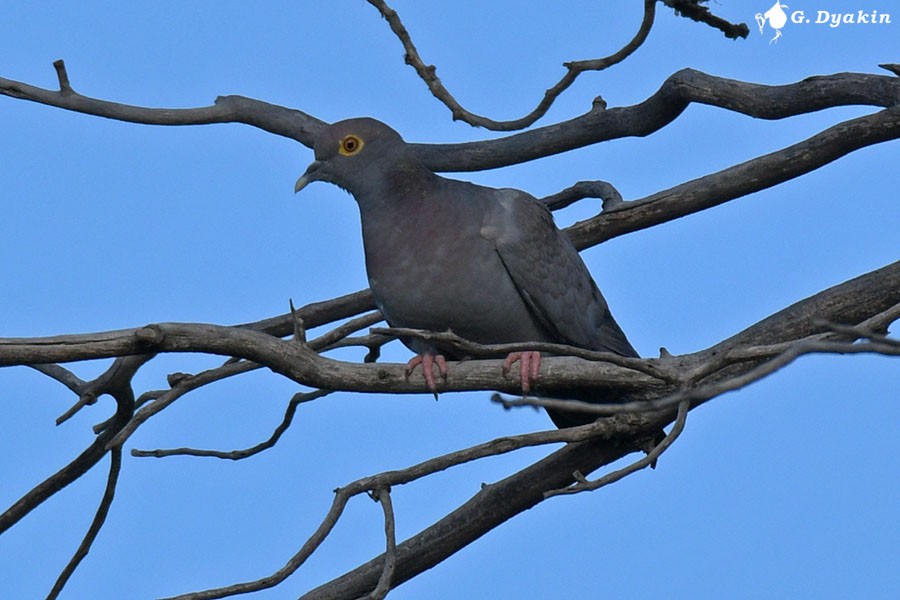 Yellow-eyed Pigeon - ML619181502