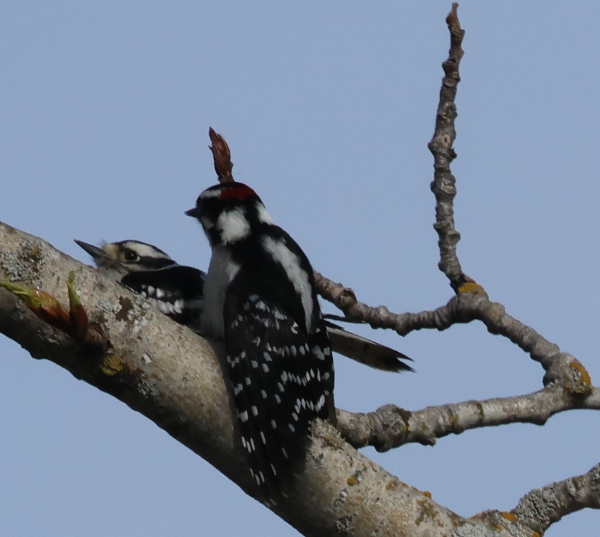 Downy Woodpecker - ML619181533