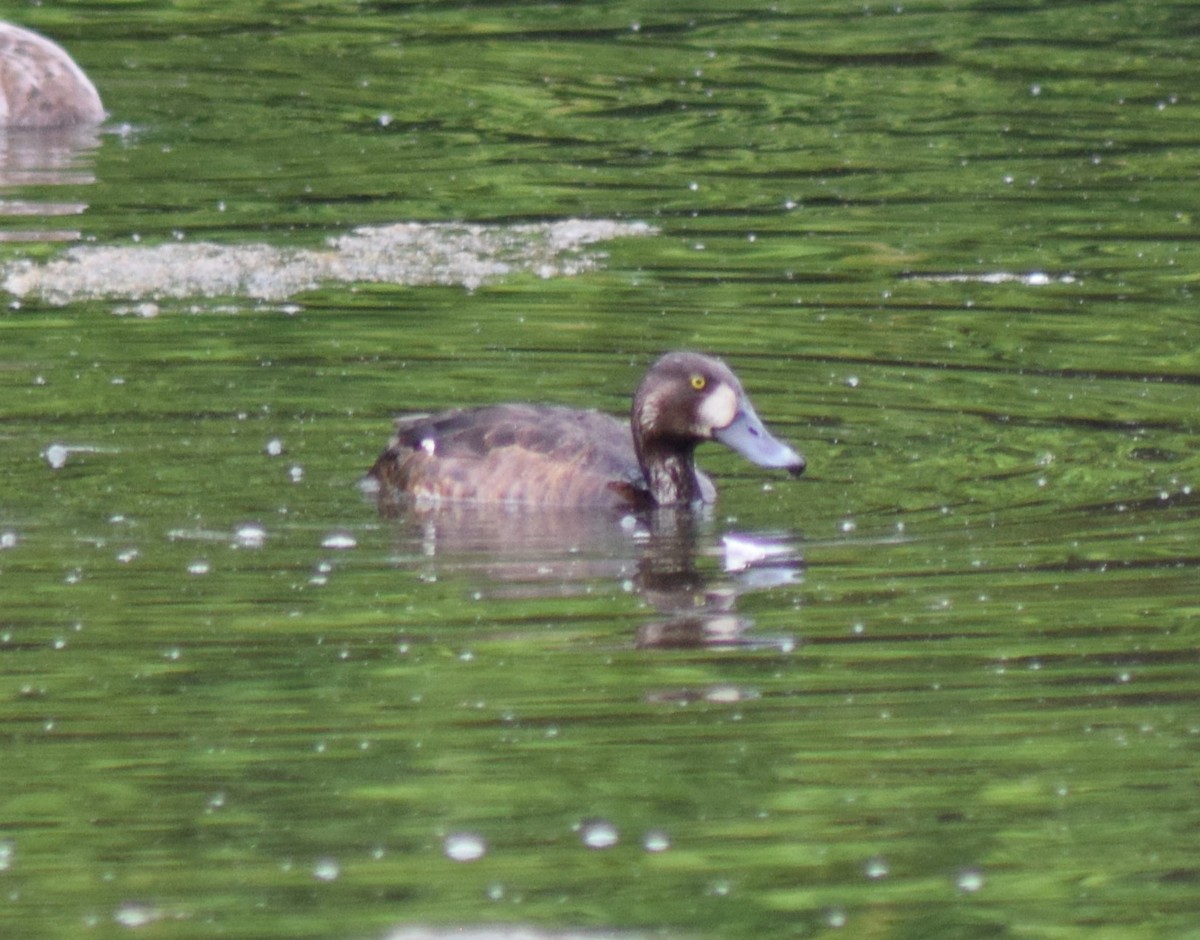 Greater Scaup - ML619181556