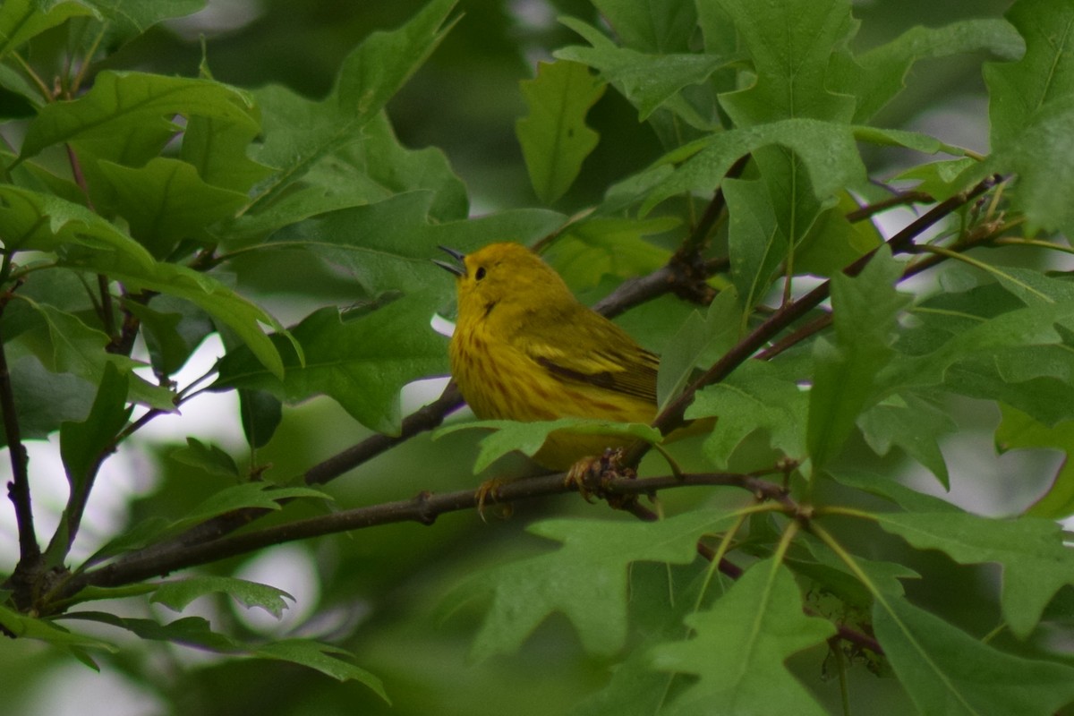 Yellow Warbler - ML619181568