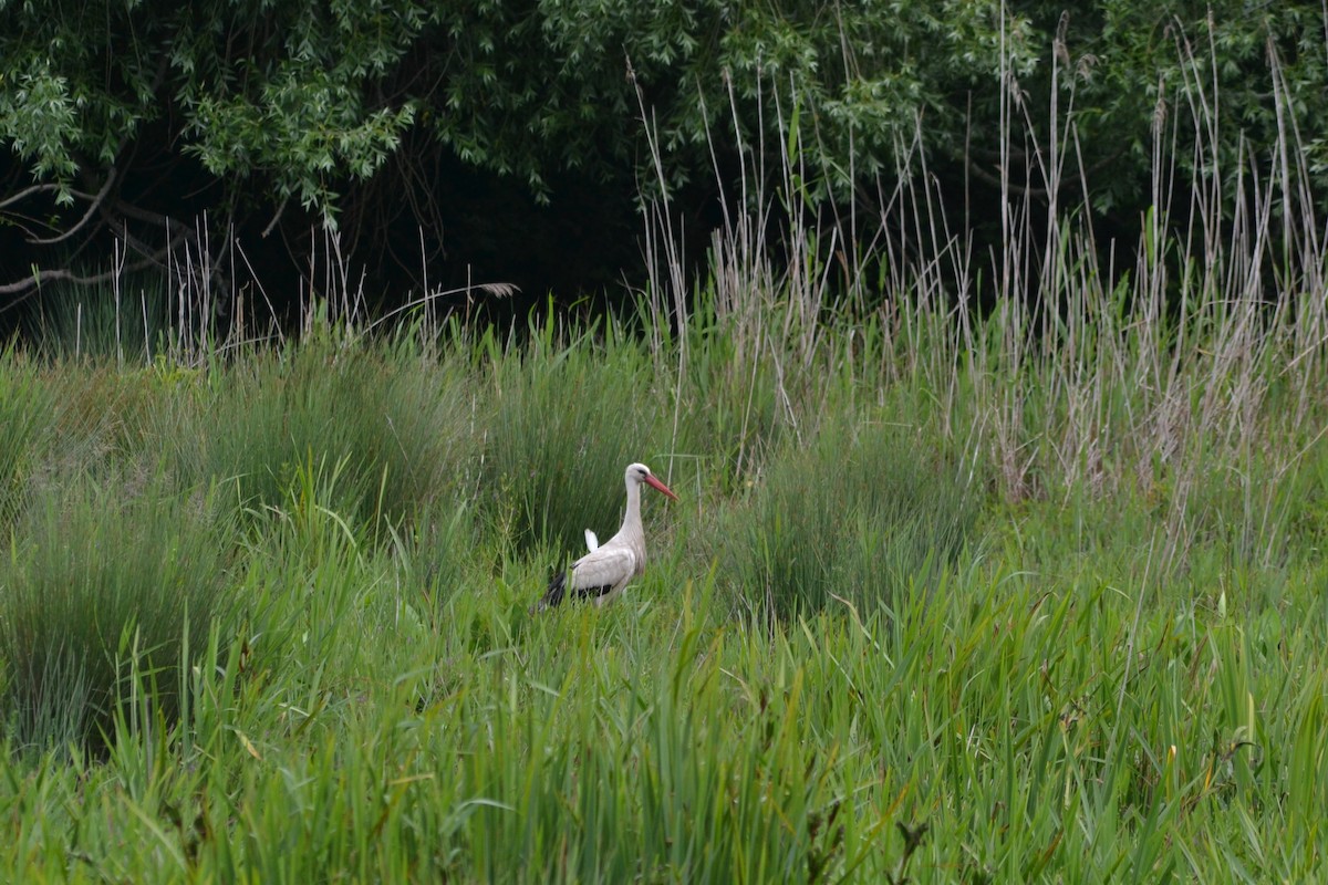 White Stork - ML619181581