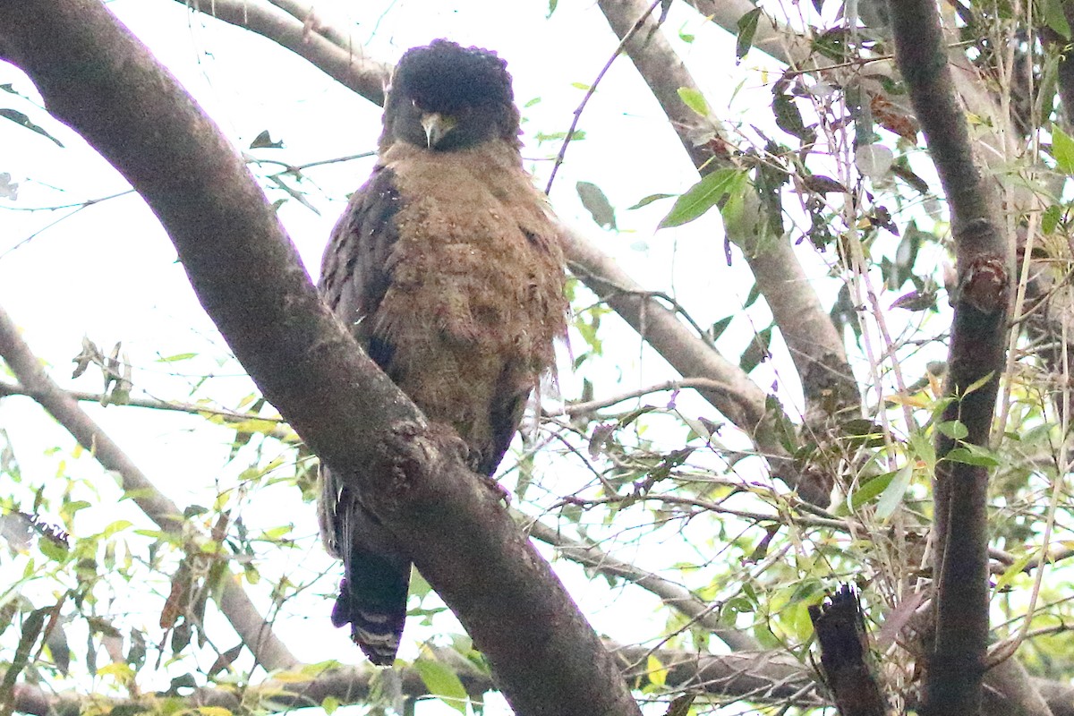Crested Serpent-Eagle - ML619181586