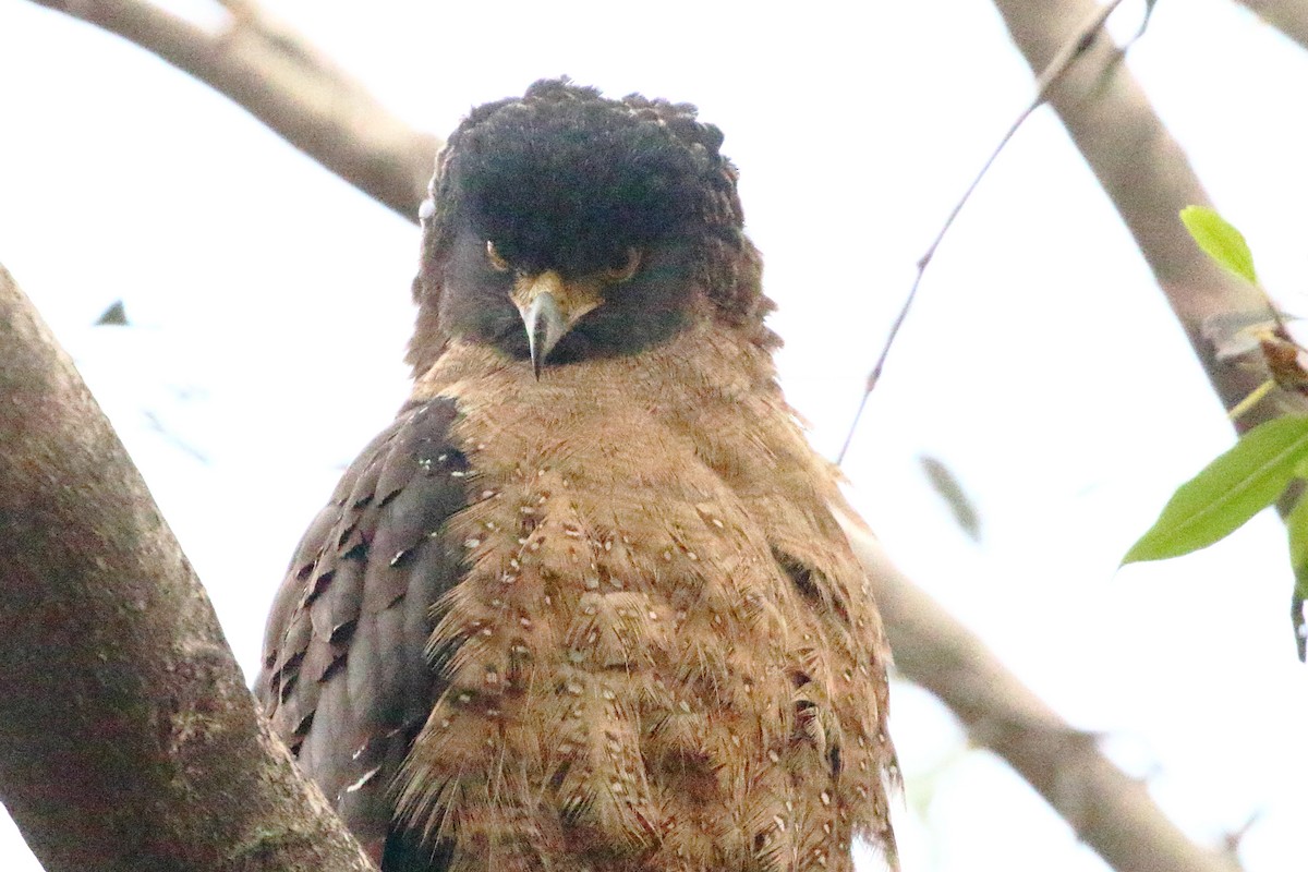 Crested Serpent-Eagle - ML619181589