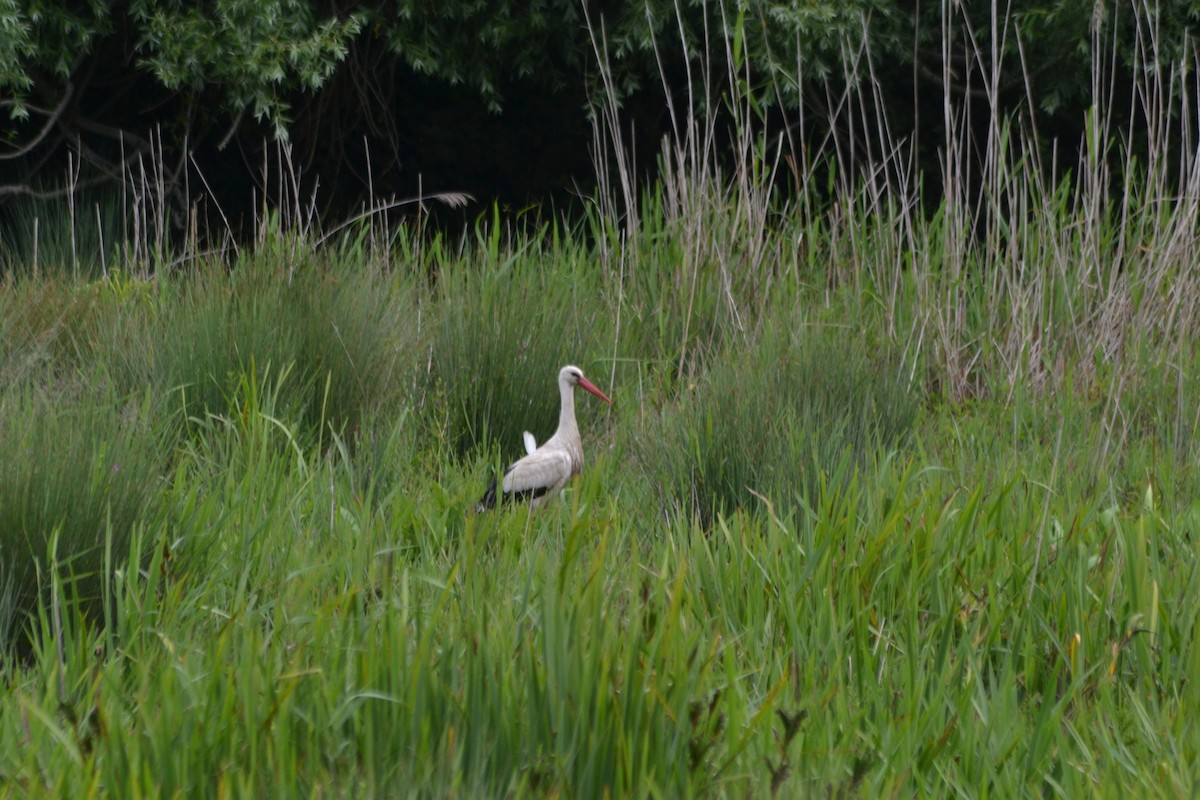 White Stork - ML619181605