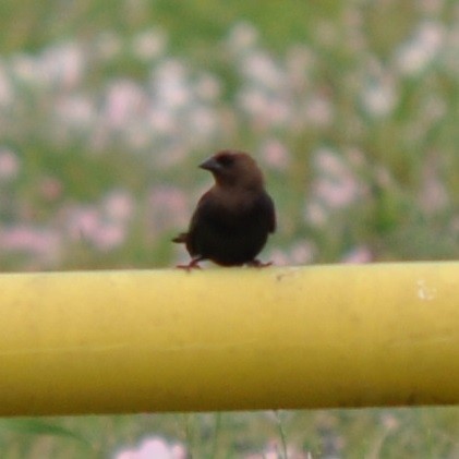 Brown-headed Cowbird - ML61918161