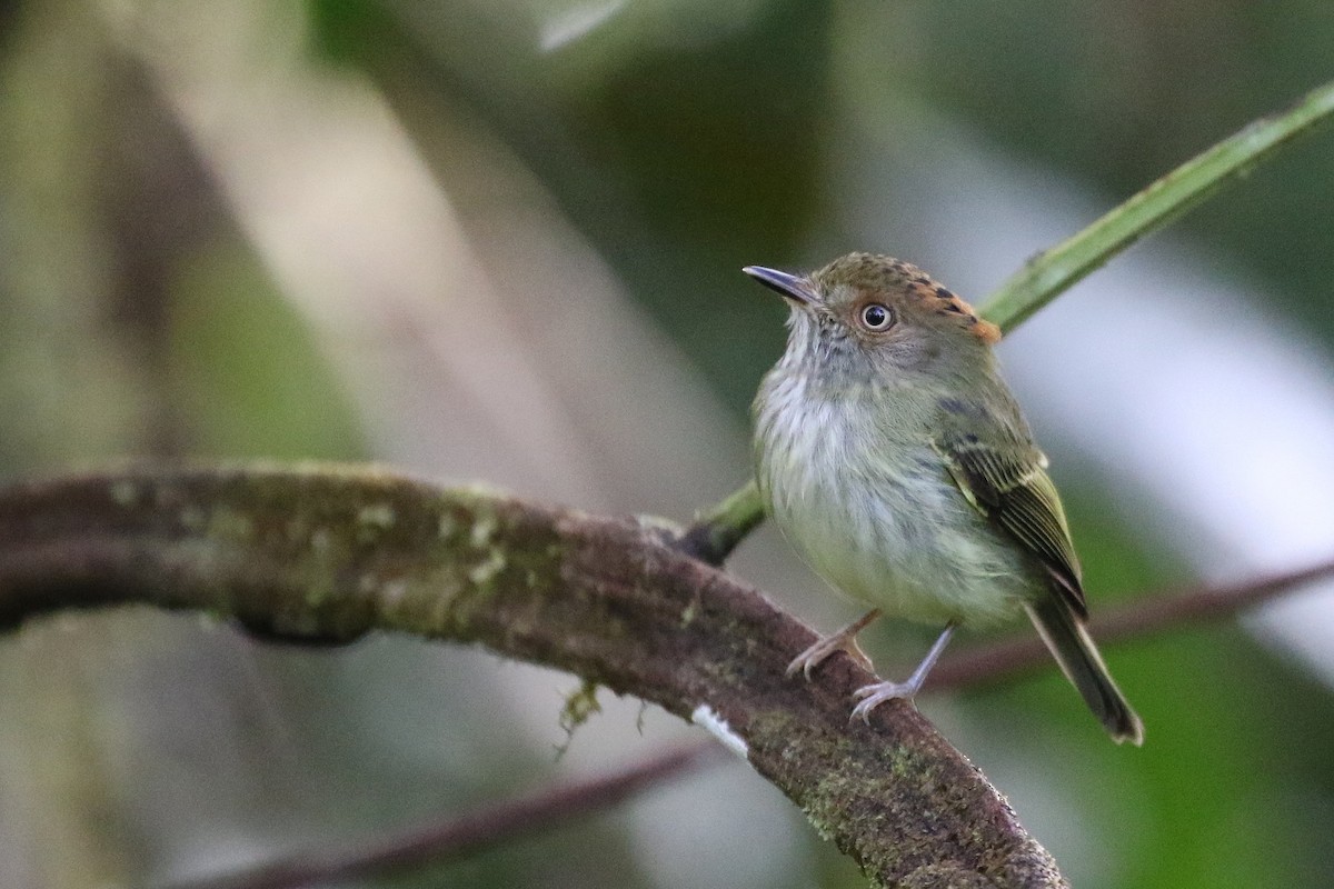 Scale-crested Pygmy-Tyrant - ML619181611