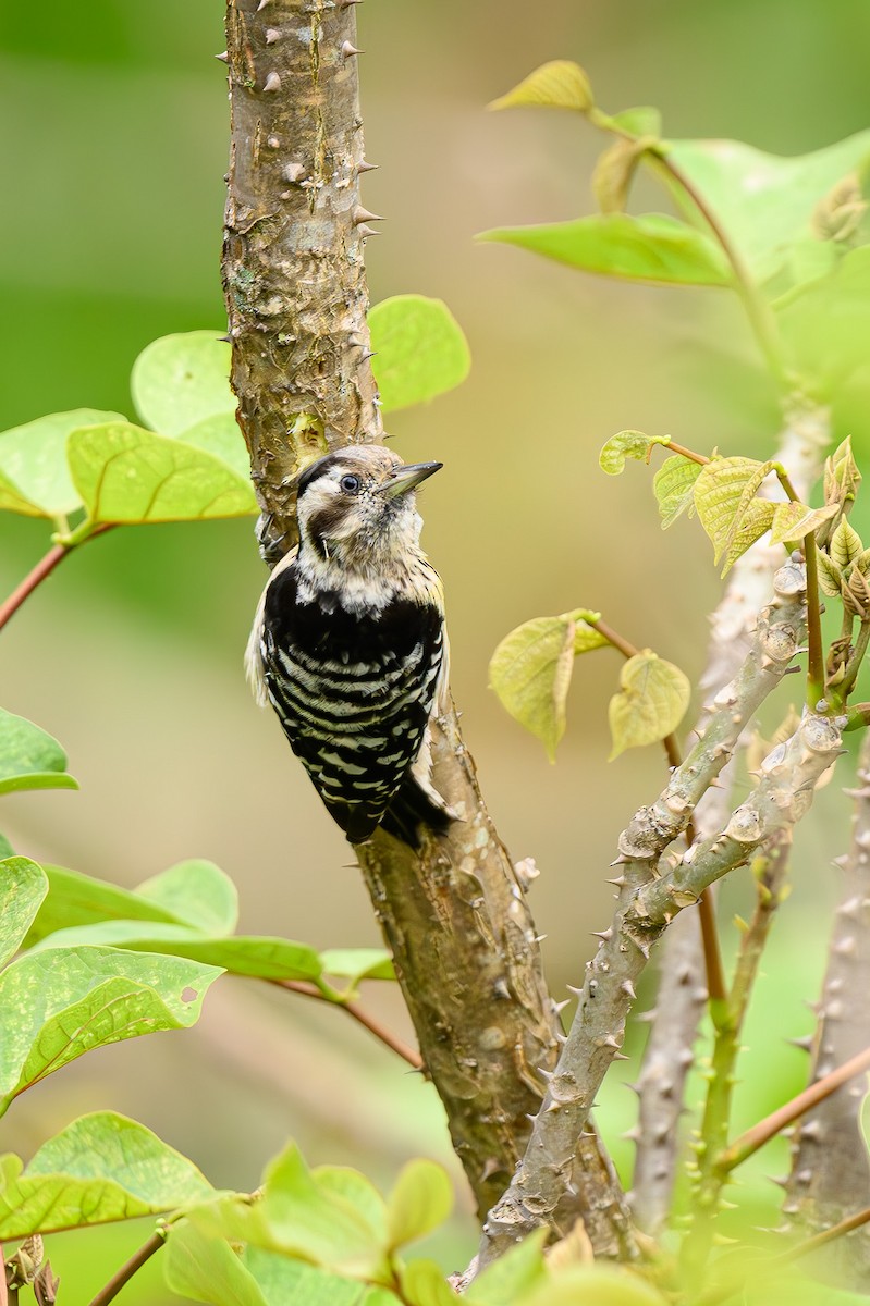Gray-capped Pygmy Woodpecker - ML619181617