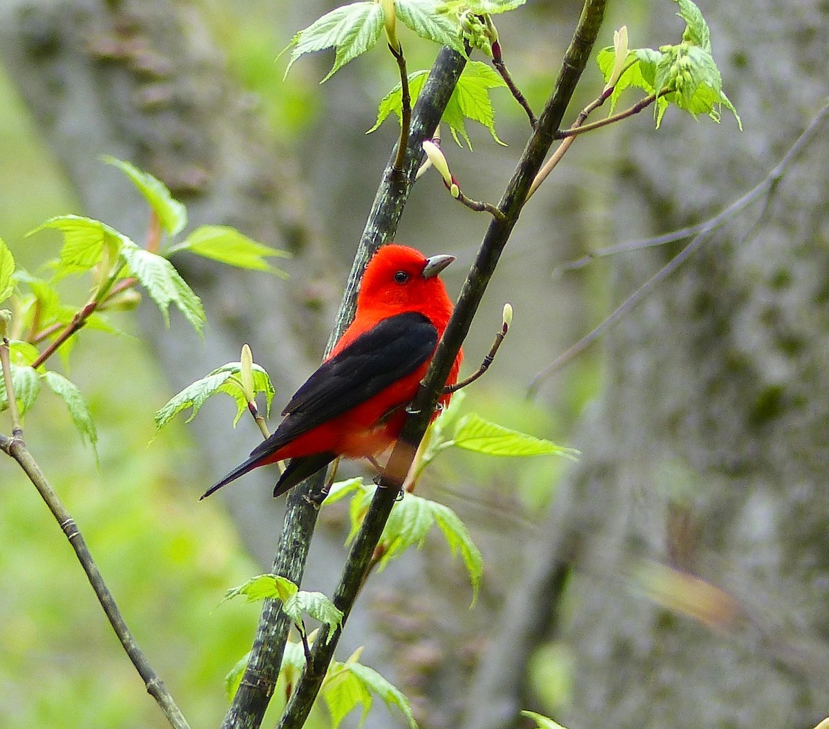 Scarlet Tanager - ML619181621