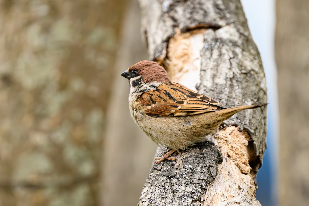 Eurasian Tree Sparrow - ML619181627