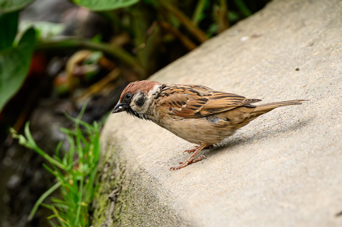 Eurasian Tree Sparrow - ML619181628