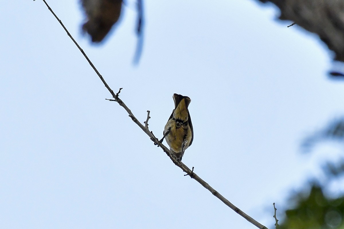 Thick-billed Flowerpecker - ML619181643