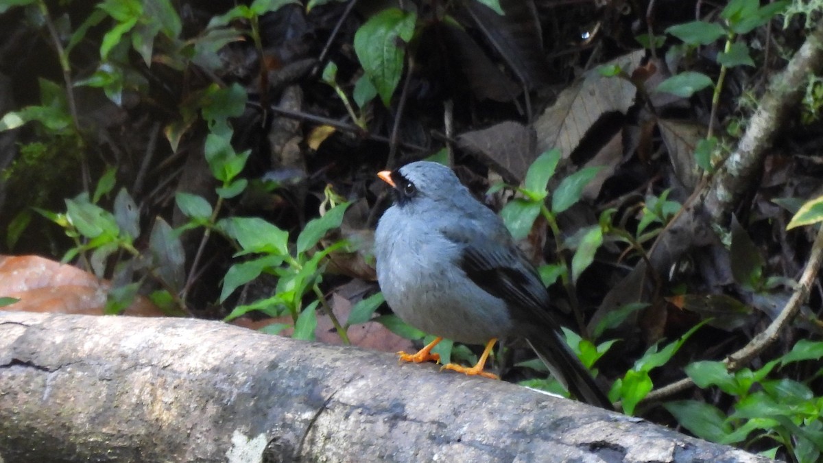 Black-faced Solitaire - ML619181654