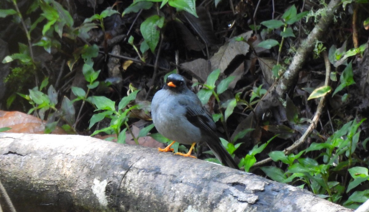 Black-faced Solitaire - ML619181655