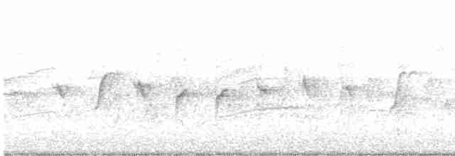 Шишкар ялиновий - ML619181767