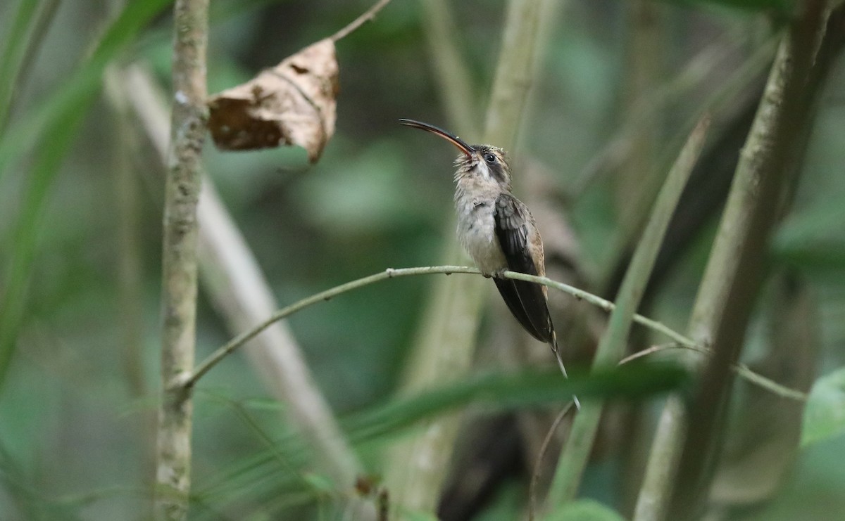 Long-billed Hermit (Central American) - ML619181768